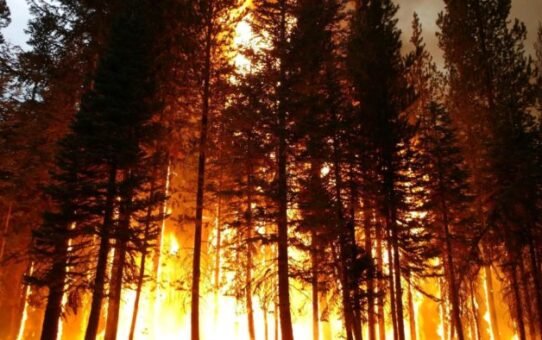 How to Not Burn Down the Forest in 2025: 7 Real-World Campfire Tips