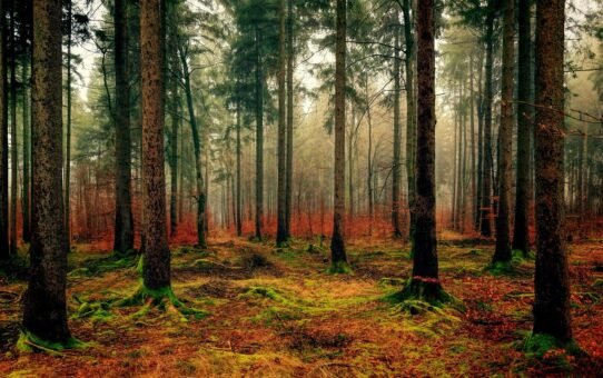 Transforming Fashion: 7 Jaw-Dropping Eco Wood Pieces to Upgrade Your 2025 Fit